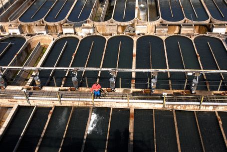 Marais salants de Guérande